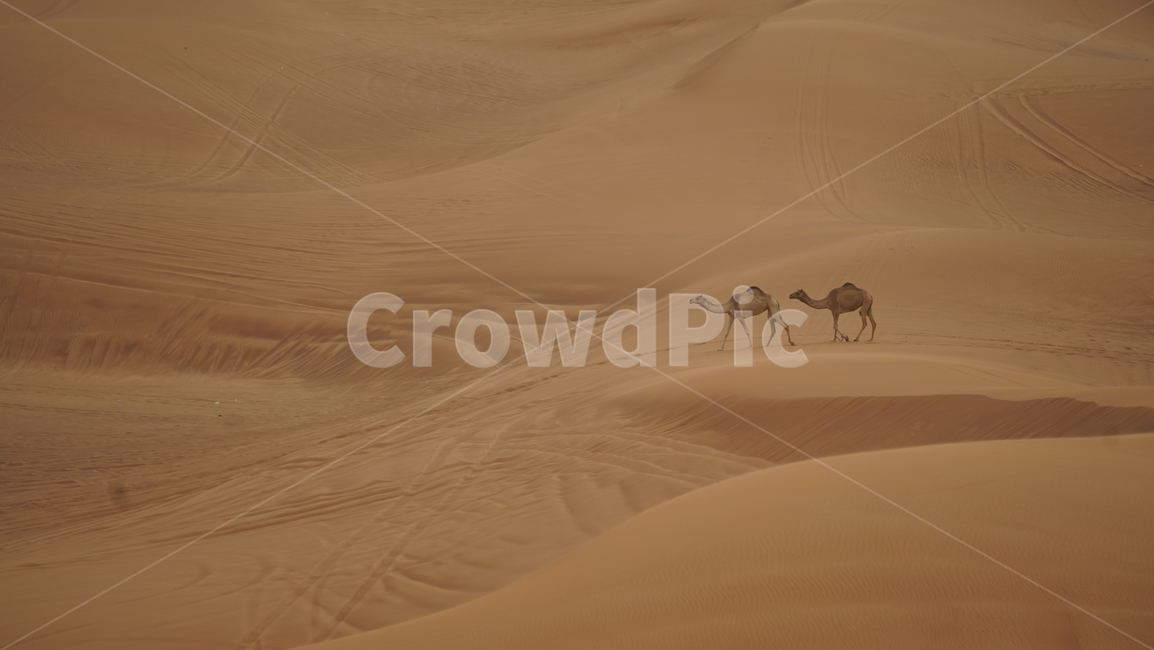 아랍,두바이,사막투어,낙타,camel,카멜,모래,사막,풍경,사파리,사막사파리,광야,동물,animal,포유류,mammal