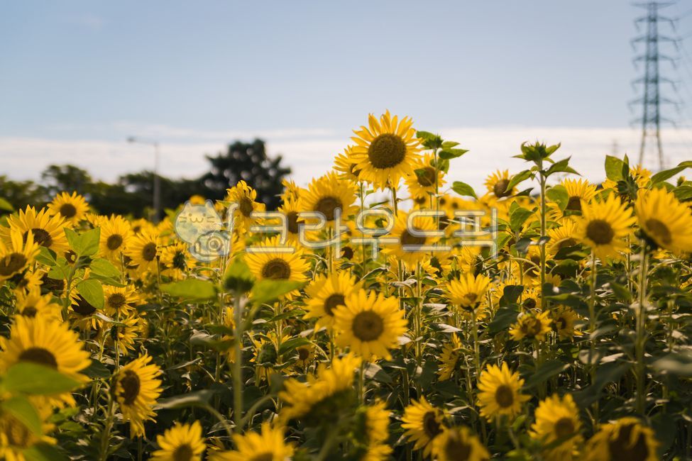 plant,sunflower flower,sunflower field,Haerabari scenery,sunflower,flower