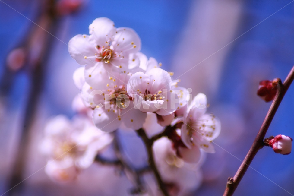 벚꽃,나무,봄,벚꽃구경,꽃,자연,flower,flowers,식물