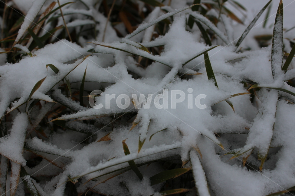 겨울,눈,분위기,snow,겨울아침,한겨울,snowing,자연,계절,색감