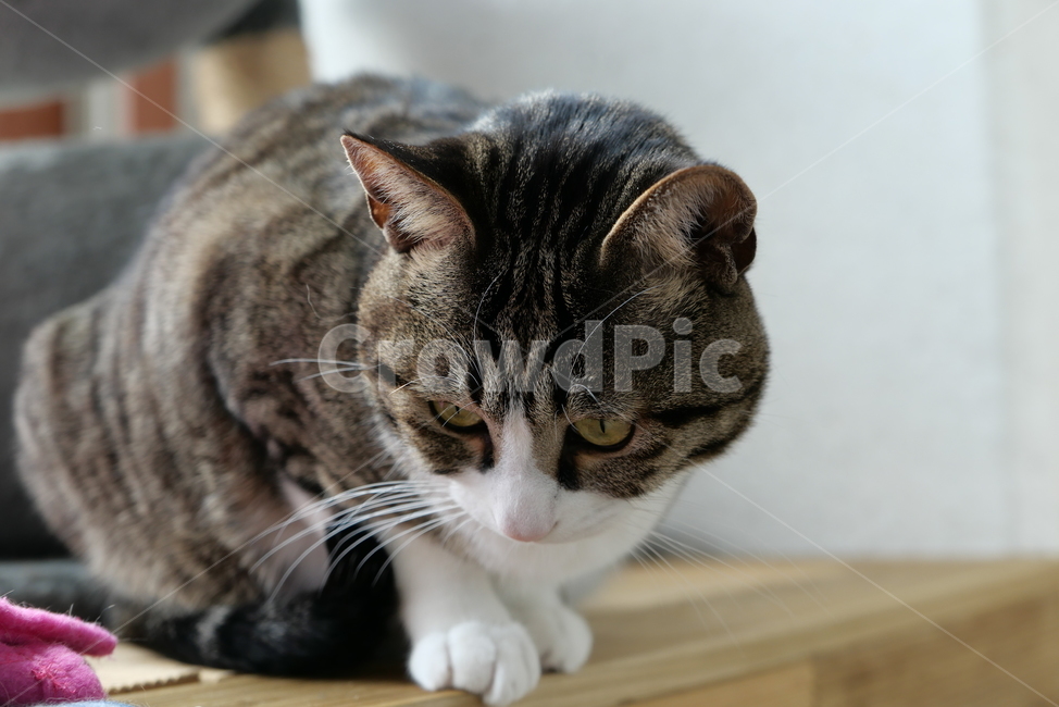 고양이,코숏,길고양이,동물,반려묘,반려동물,cat,kitten,animal,동물,animal,포유류,mammal,고양이,cat,kitten,kitty