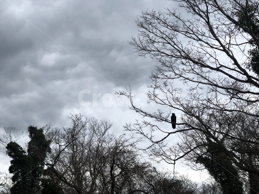 까마귀,숲,쓸쓸함,먹구름,음산함,자연,풍경,nature,landscape,animal,동물,bird,새