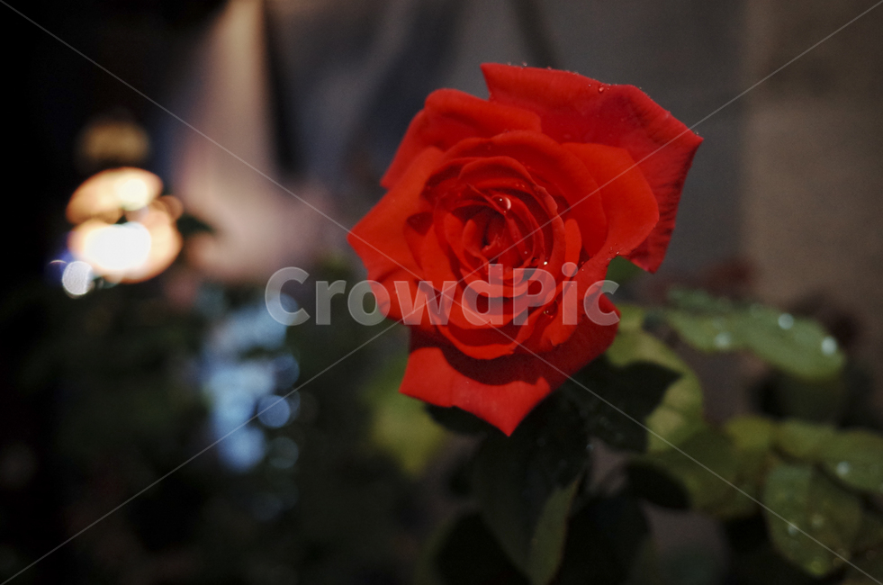 blossom,꽃,flower,식물,plant,red,빨간꽃,빨간,붉은,붉은꽃,들꽃,rose,장미,빨간장미,밤,밤장미