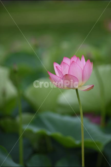 꽃,연꽃,식물,여름,연잎,식물,자연,plants,nature,꽃,flower