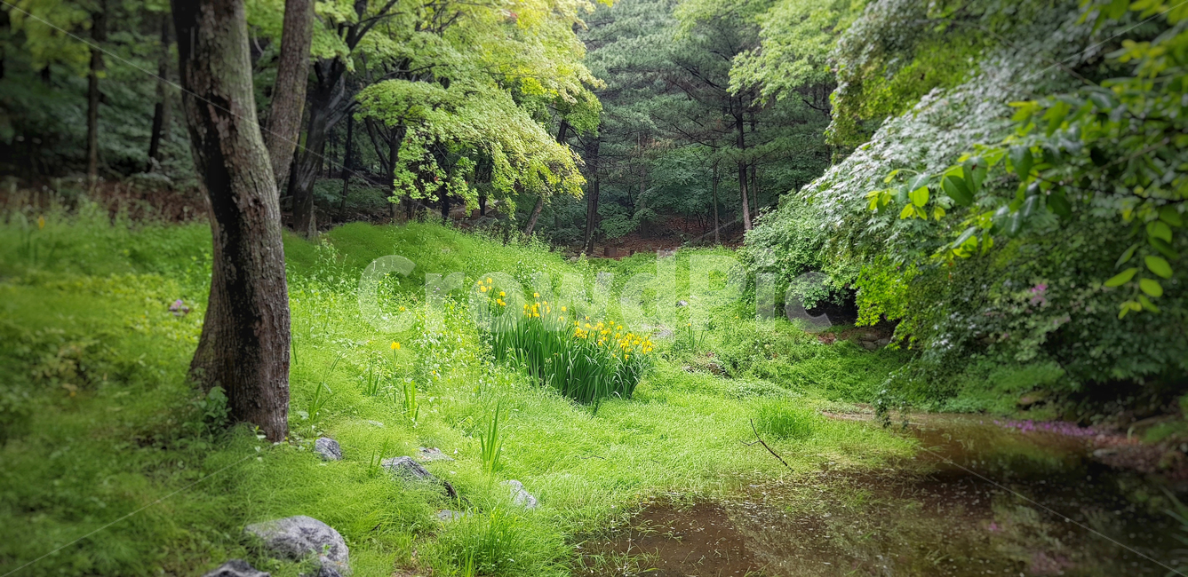 웅덩이,습지,꽃,물망초,식물,자연,공원,나무,잡초,자연,풍경,nature,landscape,outdoors,옥외,grassland,목초지,field,들,rural,농촌,farm,농장