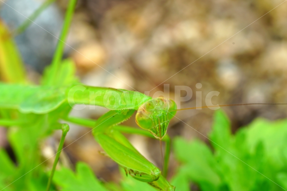사마귀,곤충,벌레,동물,자연,animal,nature,praying,insect,bug,무법자,접사,macro,식물,풀,풀잎,이파리,여름,summer,근접촬영,마크로,신비,생명,생태,생태계,green,그린,스냅,스냅사진,스넵,스넵사진,snap,snapshot,한국자연,한국의자연,풍경,landscape,동물,animal,곤충,벌레,insect,bug