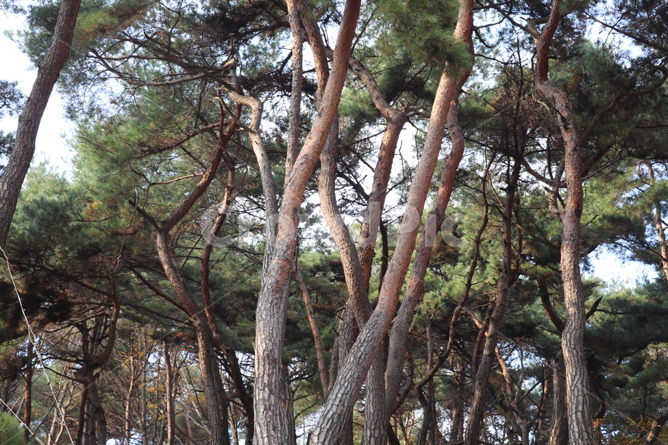 소나무,나무,송림,숲,소나무모습,식물,자연,plants,nature,나무,trees,wood