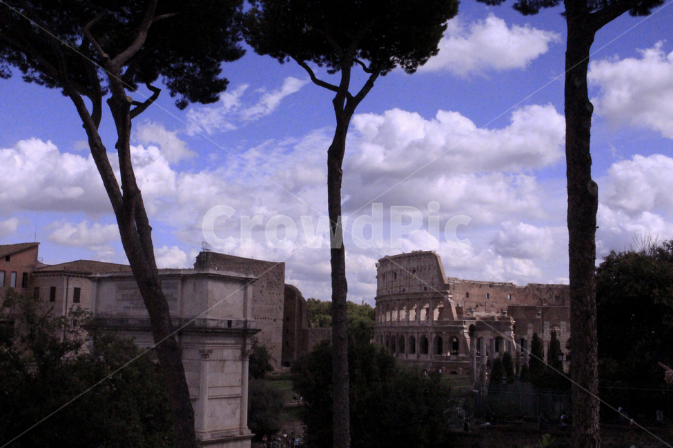 tree,나무,plant,italy,piazzadelcolosseo