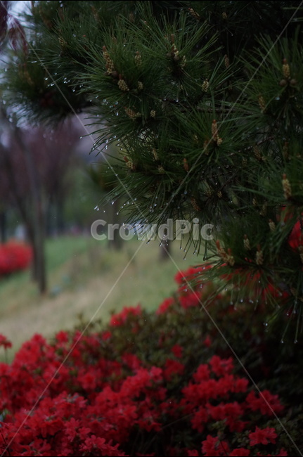 소나무,영산홍,비,물,빨강,초록,봄,식물,자연,plants,nature,꽃,flower,나무,trees,wood