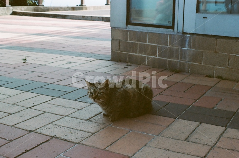 고양이,식빵자세,야옹이,새끼고양이,길고양이,cat,kitty