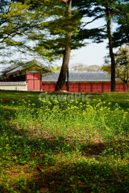 창경궁,벚꽃,벚꽃나무,하늘,봄,서울,한국,대한민국,korea,spring,changgyeonggungpalace,palace,changgyeonggung,seoul,cherryblossom,tree,자연,nature,식물,plants,한국적인,한국자연,한국풍경,경치,landscpae,4월,april,봄꽃,구름,sky,cloud,왕궁,궁전,궁궐,한옥,조선시대,조선왕조,역사,히스토리,문화,문화재,history,정원,건물,건축물,한국전통,전통,한국문화,한국문화재,culturalproperties,culturalassets,식물,자연,plants,nature,꽃,flower