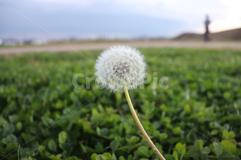 flower,민들레꽃,꽃씨,풀,자연물,green,식물,자연,plants,nature,꽃,flower