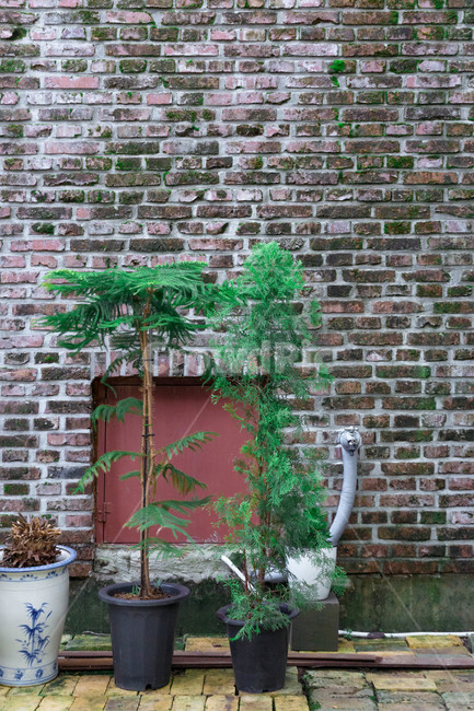 brick,벽돌,plant,식물,pottedplant,화분,jar,항아리,vase,병장식,pottery,도기류,야외,사물