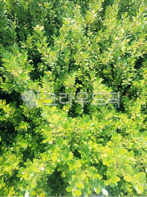 초목,풀,자연,식물,배경,vegetation