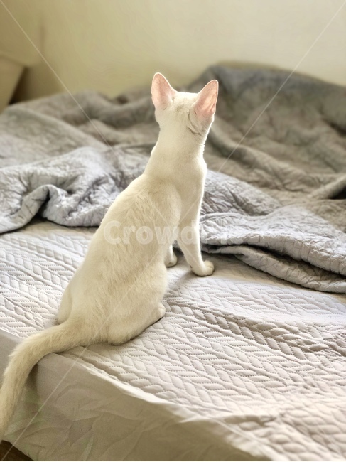 kitten,White,young,white cat,cat,animal,back,cute