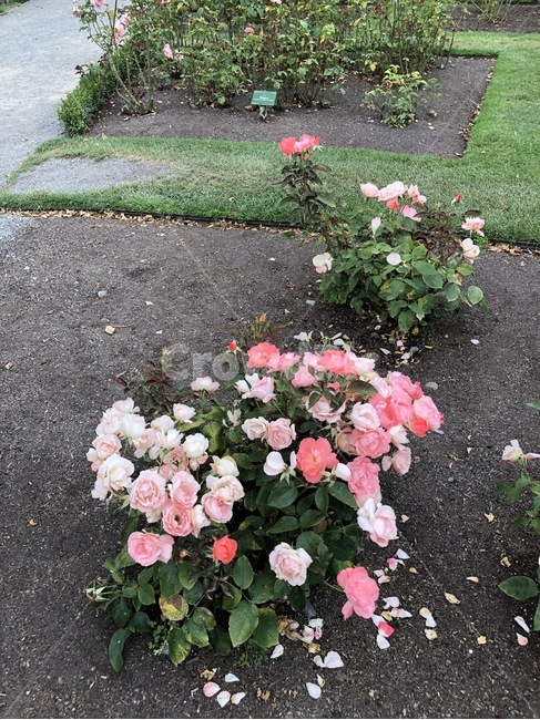 꽃,장미,정원,다채로운,컬러풀,rose,flower,garden,colorful,분홍,흰색,pink,white