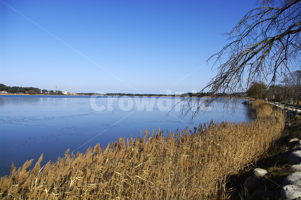 호수,갈대,식물,plant,겨울,겨울,계절,winter,season,자연,풍경,nature,landscape,grass,잔디,lawn,reed
