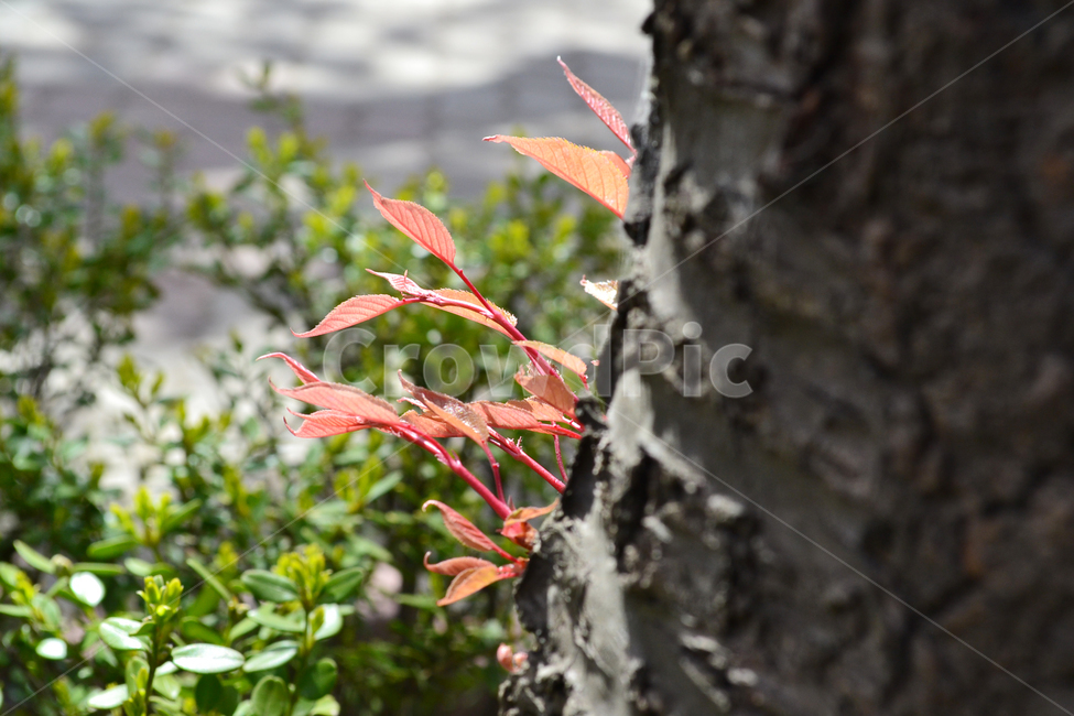 자연,식물,나무,잎,tree,leaf,식물,자연,plants,nature