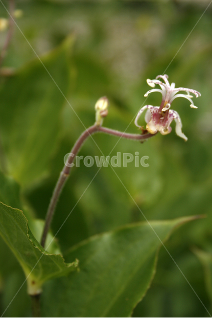 뻐꾹나리,식물,flower,plants,nature,꽃,꽃봉오리,식물,자연,plants,nature,꽃,flower