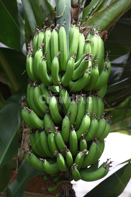 바나나,과일,온실,식물원,banana