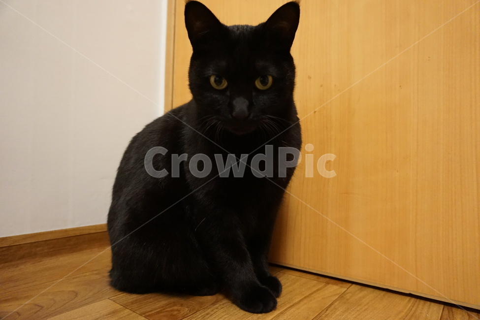 cat,고양이,mammal,포유류,animal,동물,pet,반려동물,반려묘,코리안숏헤어,koreanshorthair,코숏,냐옹이,kitty,black,blackcat,검은고양이,동물,animal,포유류,mammal,고양이,cat,kitten,kitty