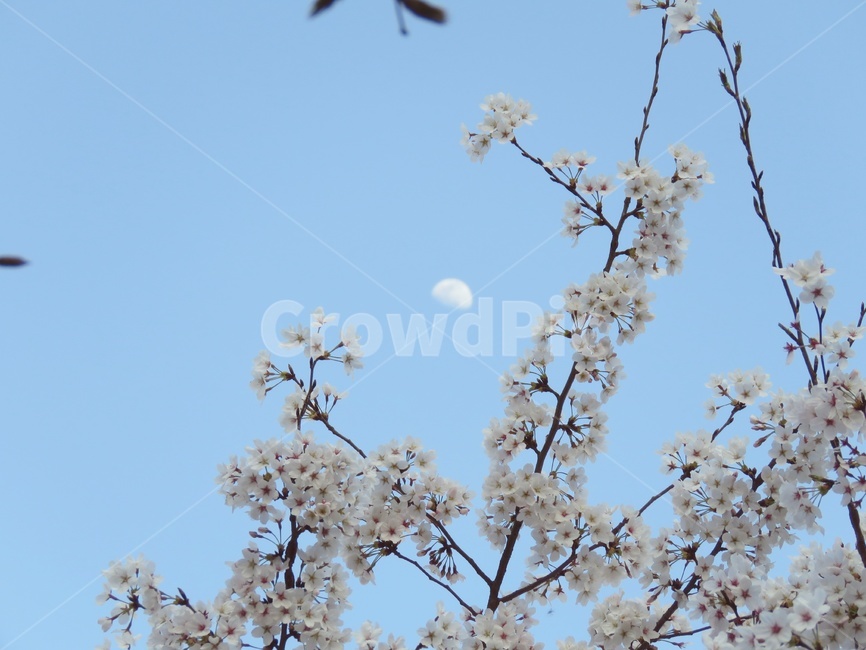 벚꽃,꽃,낮달,moon,봄,달,flower,풍경,자연,plant,식물,나무,아름다움,예쁜,cherryblossom,blossom