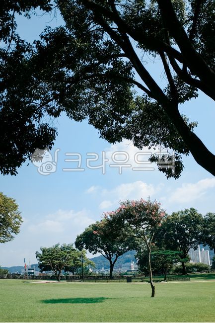 sky,nature,tree shade,tree,cloud,trail,tree trunk,field,grass,plant,treetrunk,walk