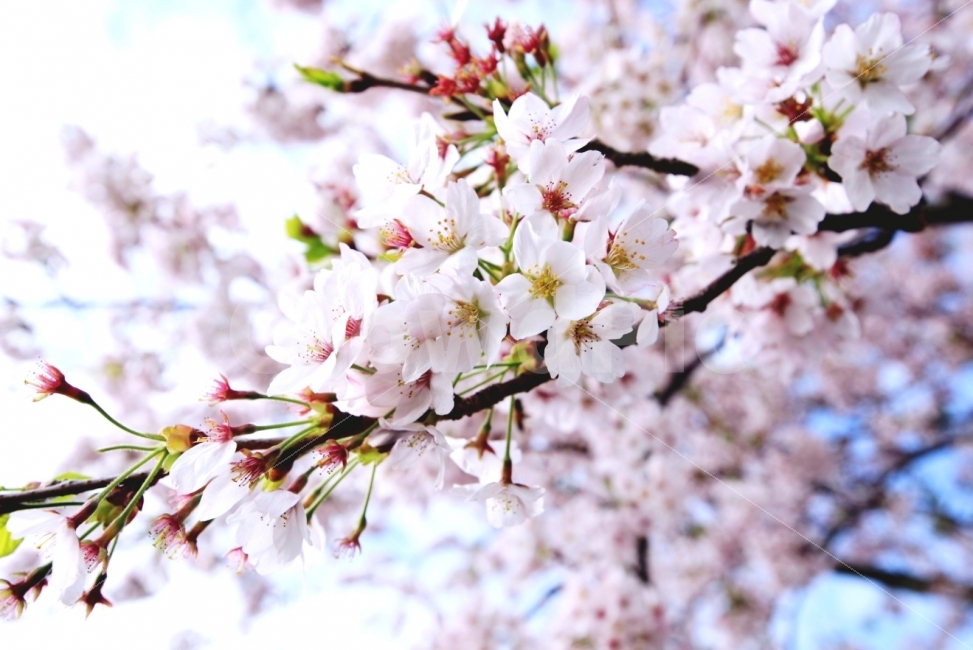봄,매화,벚꽃,봄날,꽃놀이,꽃,식물,자연,plants,nature,봄,계절,spring,season,꽃,flower,plant,blossom