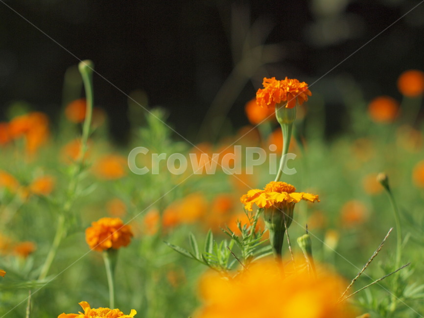 꽃,식물,plant,flower,데이지,옥외,목초지