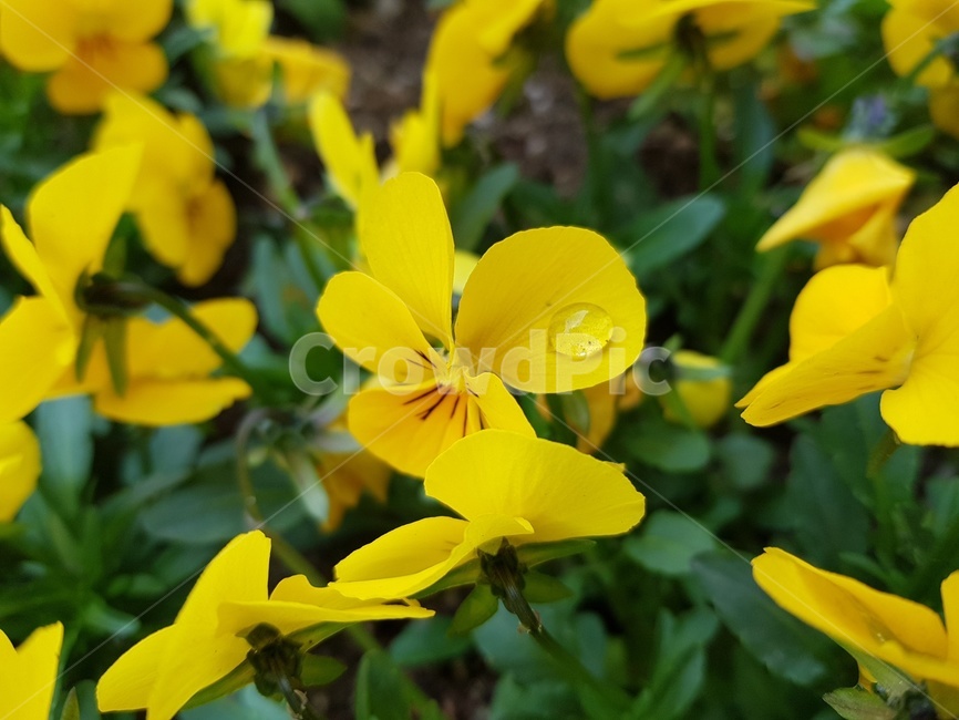 꽃,노랑,이슬,물방울,생화,화단,flower,yellow,dew,dewdrop,waterdrop,realflower,naturalflower
