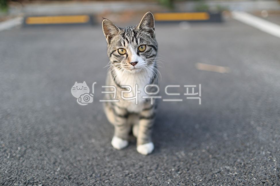 cat,cat,stray cat,stray cat,cat