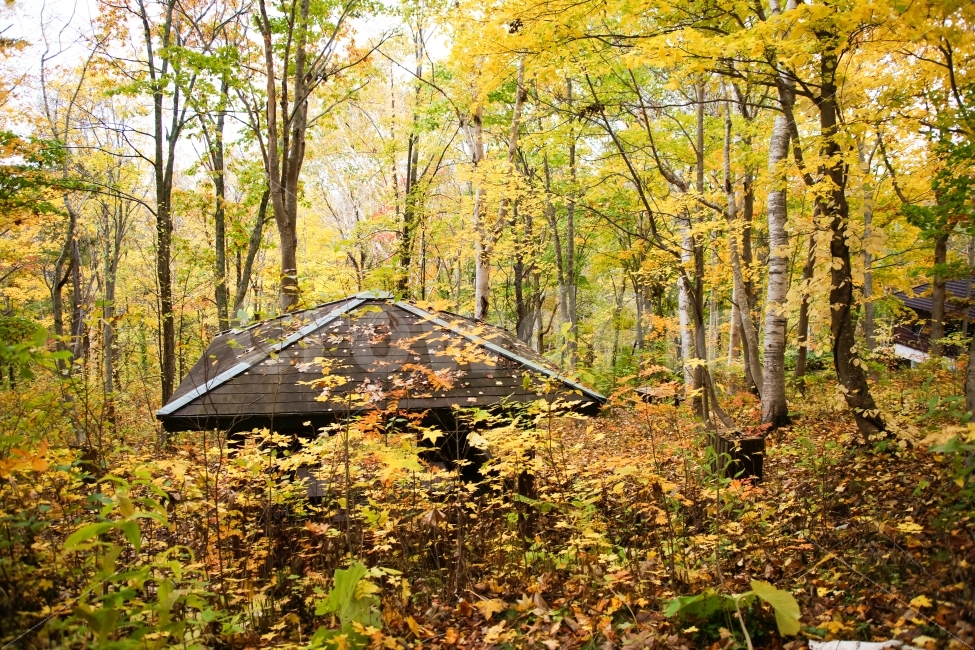 가을,단풍,정자,낙엽,자작나무,만추,숲,가을,계절,fall,autumn,season,자연,풍경,nature,landscape,한국자연풍경,한국자연경관,korea nature landscape,outdoors,옥외,building,건물