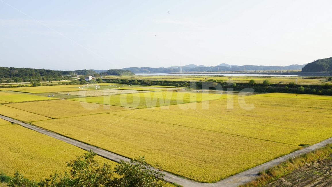 가을,논,논밭,임진강,야외,풍경,가을논,자연,풍경,nature,landscape,시골,마을,country,rural,town,한국자연풍경,한국자연경관,korea nature landscape,농업,농사,agriculture,farming,farming industry,field,들,outdoors,옥외,land,땅