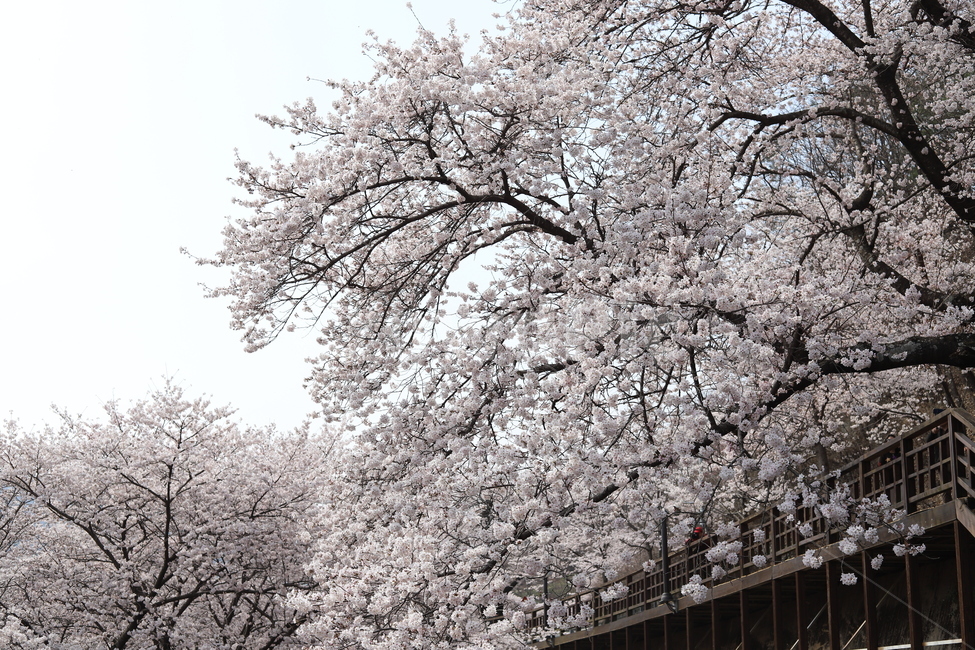 벚꽃,cherryblossom,하동벚꽃,쌍계사벚꽃,쌍계사십리벚꽃,꽃,plant,식물,flower,blossom,봄,계절,spring,season