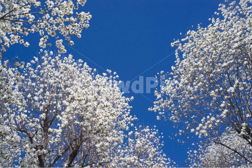 목련,목련화,목련꽃,봄의꽃,새봄,봄,계절,spring,season,식물,자연,plants,nature,꽃,flower,outdoors,옥외,ice,빙,plant