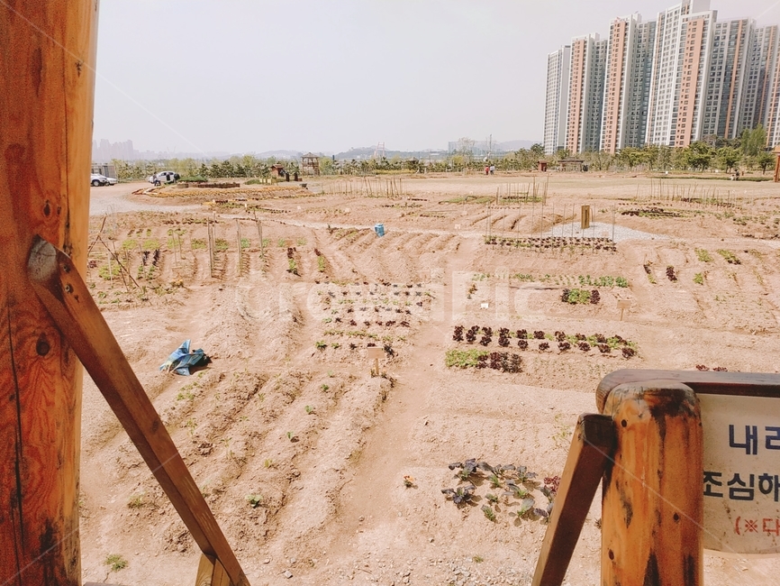 공동체밭,배곧,농사,농작,밭,정자안에서,휴식