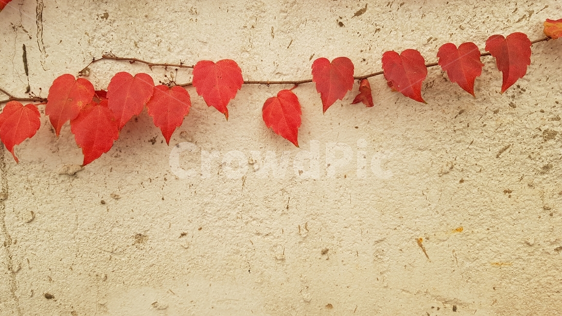 단풍,담쟁이,가을,빨간담쟁이,담벼락,쓸쓸함,fall,wall,ivy,red,아이비