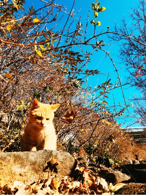 우울한,고양이,길고양이,슬픈,쓸쓸한,낙엽,파란,주황,그림자,어두운,앙상한,나뭇가지,나무,자연,동물,animal,포유류,mammal,고양이,cat,kitten,kitty