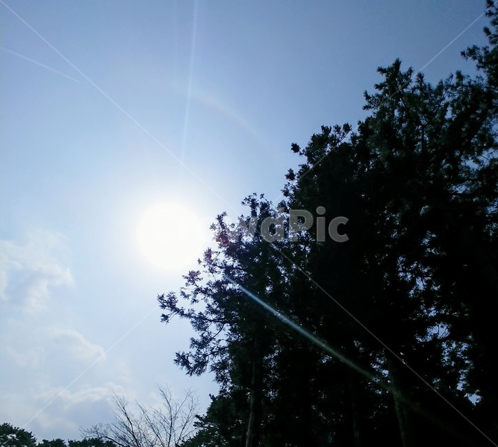 햇빛,빛,나무,하늘,플레어,flare,light,sunlight