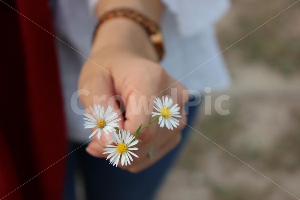 꽃,야생화,개망초꽃,계란후라이꽃,자연,식물,식물사진,꽃사진,flower,plants,nature,scenery,landscape,식물,자연,plants,nature,꽃,flower,사람,인물,인간,human,person,연출,컨셉,콘셉,direction,concept