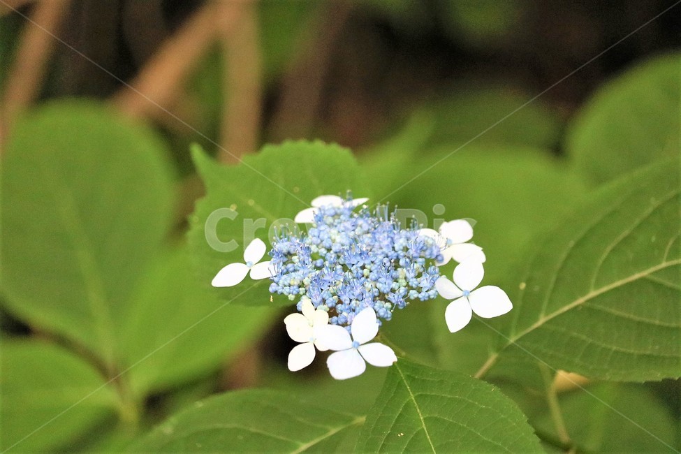 산수국,식물,야생화,꽃,flower,식물,자연,plants,nature,꽃,flower
