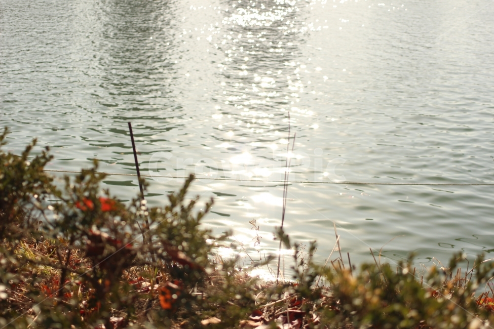 물결,호수,패턴,감성,필름카메라,식물,자연,plants,nature,휴식,힐링,rest,relaxation,healing
