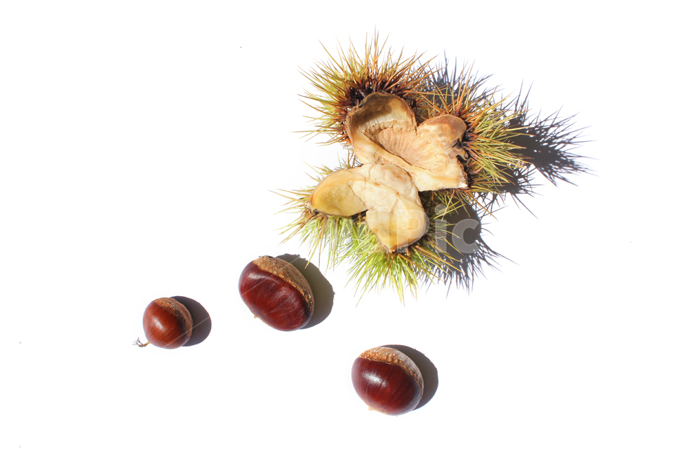 autumn,brown,bur,burr,chestnut,chestnutbur,closeup,fall,food,fruit,macro,natural,nature,nut,plant,seed,sharp,spike,갈색,브라운,밤송이,밤,클로즈업,가을,열매,음식,자연,식물,뾰족한,가시,알밤,흰배경,가을,계절,fall,autumn,season,음식,식재료,요리,food,cook,meal,dishes,food reserves,과일,열매,fruit,누끼,remove background,vegetable,야채,너트