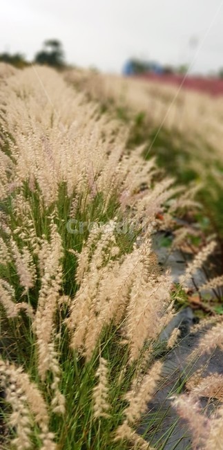 억새,가을,계절,자연,식물,페니세튬,단풍,식물,자연,plants,nature