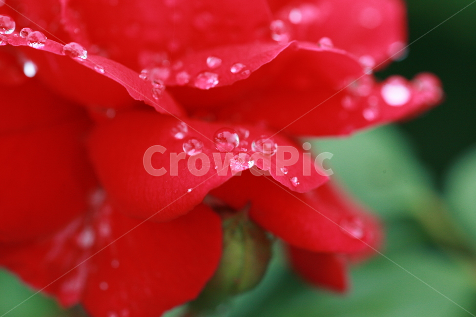 plant,식물,flower,blossom,꽃,droplet,작은물방울,빨강,red,나뭇잎,초록,green,landscape,자연,nature
