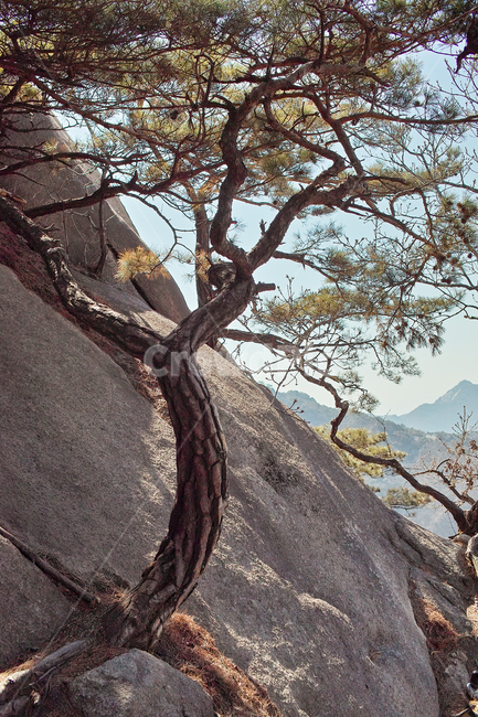 tree,나무,treetrunk,나무줄기,plant,식물,소나무,생명력,바위에자란나무,등산,산꼭데기,산행