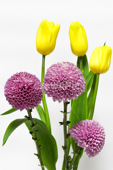 꽃,식물,flower,blossom,plant,꽃,flower