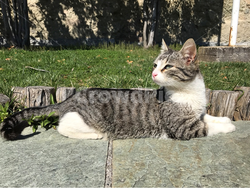 길고양이,고양이,야생고양이,야생동물,동물,animal,mammal,wild,wildlife,wildcat,cat,outdoor,길냥이,햇빛,sunlight,누워있는,lying,liedown