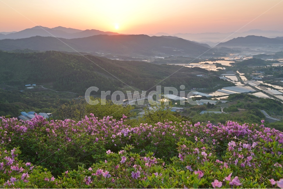plant,식물,blossom,전북,남원,봉화산,봉화산철쭉제,철쭉,철뚝꽃,철뚝제,봉화산아침,여명,일출,해돋이,flower,꽃,flare,플레어,light,빛,sunlight,햇빛,자연,outdoors,옥외,mountain,산,mountainrange,산맥,slope,경사