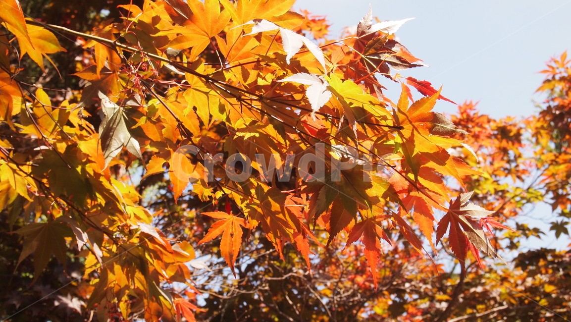 plant,식물,leaf,잎,tree,나무,maple,단풍,자연,nature,가을,autumn,fall,계절,season,가을,계절,fall,autumn,season